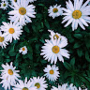 Meet your Posher, Sutton